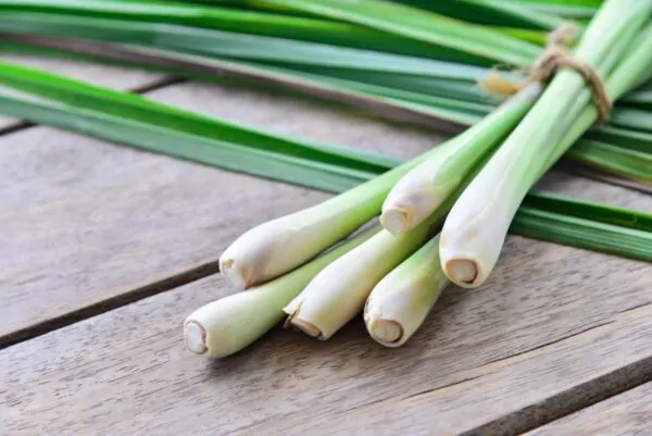 Cymbopogon citratus - Lemon Grass - Image 6