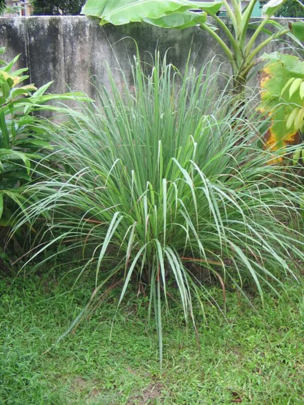 Cymbopogon citratus - Lemon Grass - Image 7