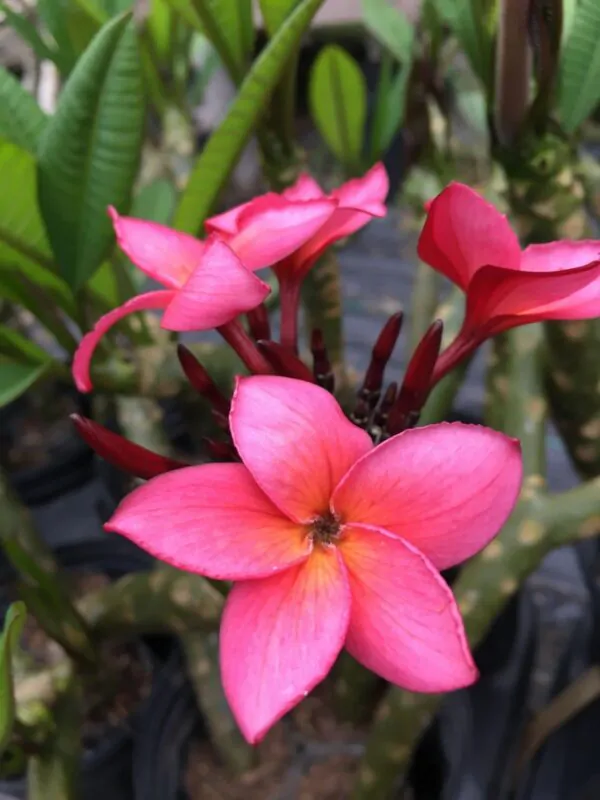 Plumeria rubra - Frangipani - Image 4